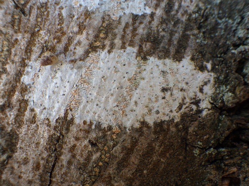 Julella Lichen photo 6