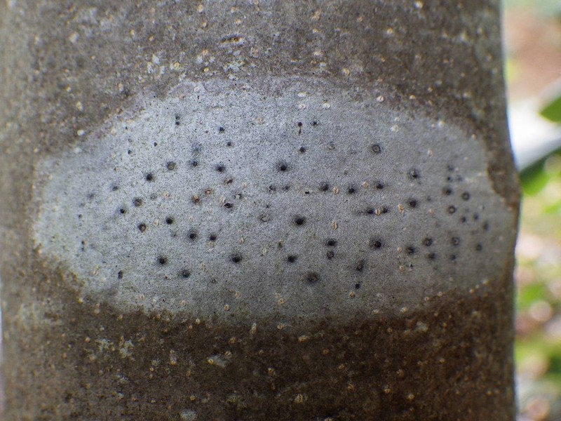 Julella Lichen photo 7