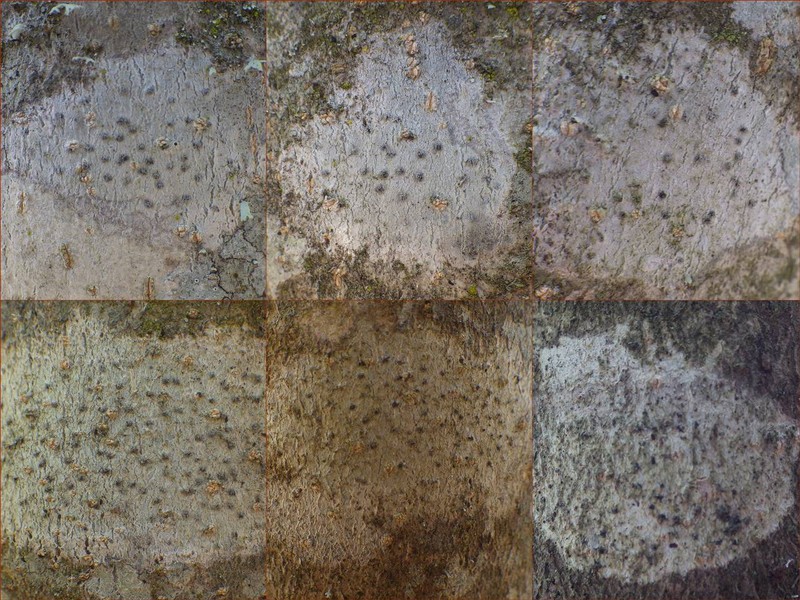 Julella Lichen photo 8