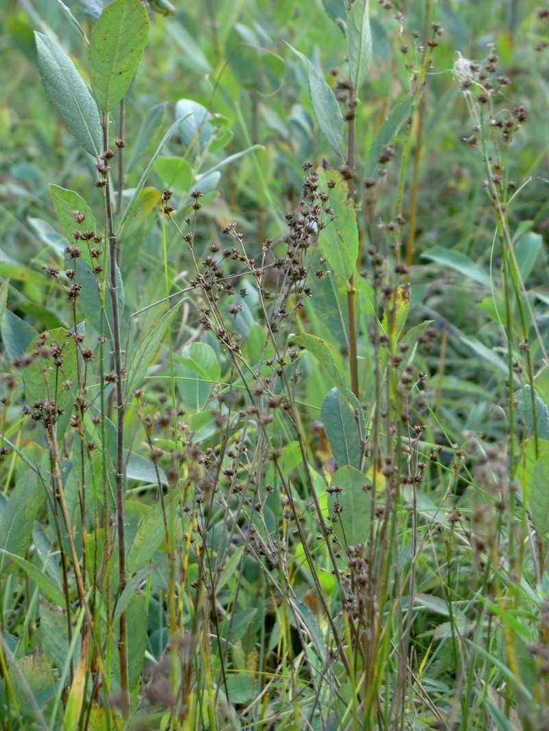 Juncus × alpiniformis