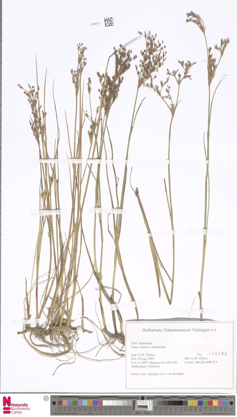 Juncus × alpiniformis photo 2