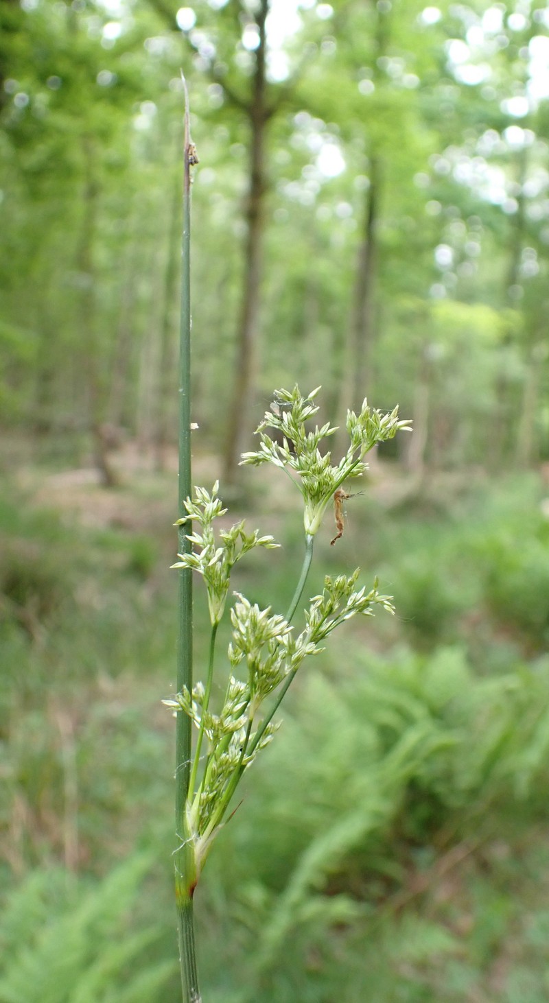 Juncus × brueggeri