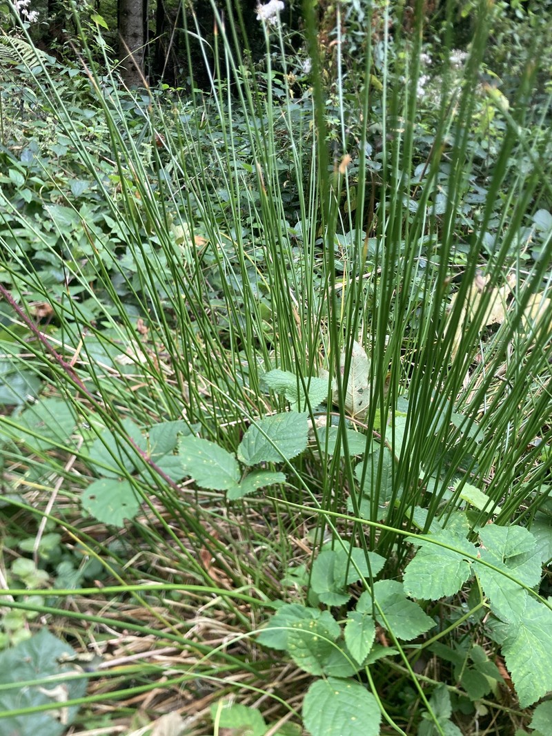 Juncus × brueggeri photo 2