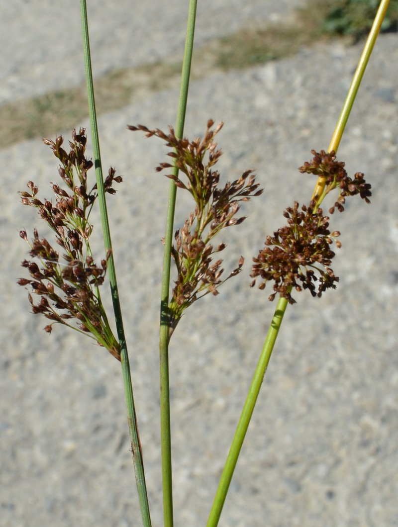 Juncus × diffusus photo 4
