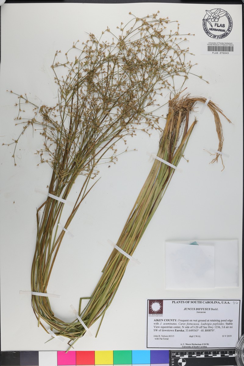 Juncus × diffusus photo 5