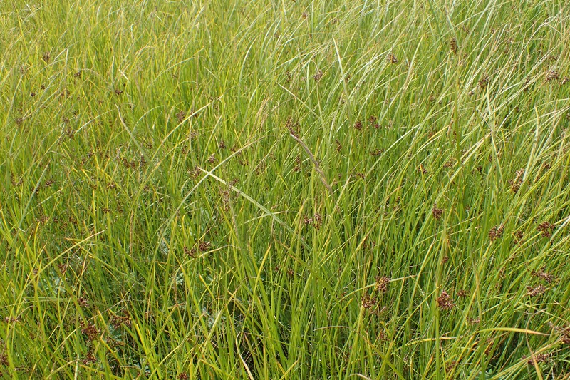 Juncus × diffusus