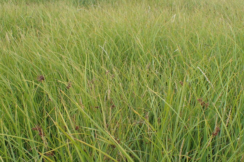 Juncus × diffusus photo 6