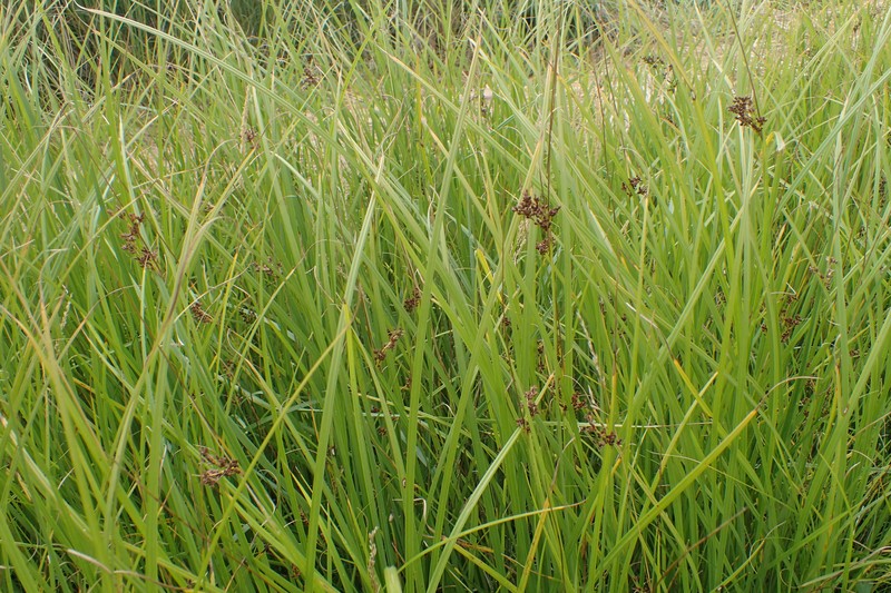 Juncus × diffusus photo 7