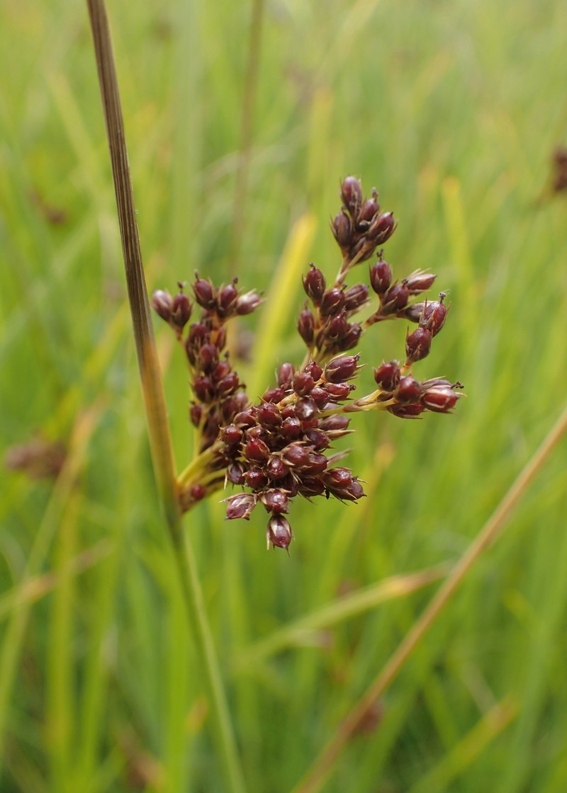Juncus × diffusus photo 8