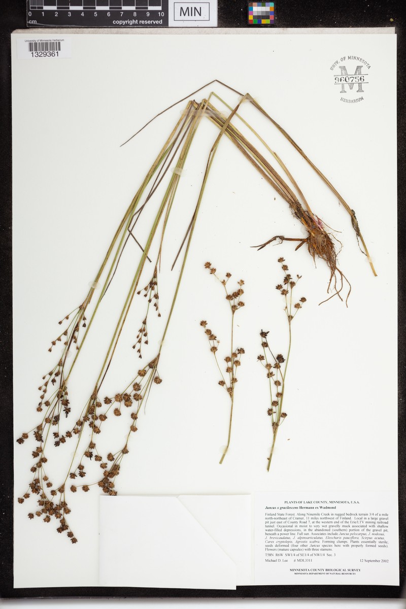 Juncus × gracilescens
