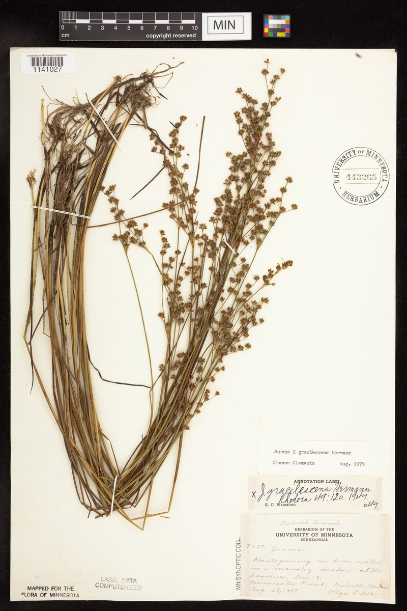 Juncus × gracilescens photo 2