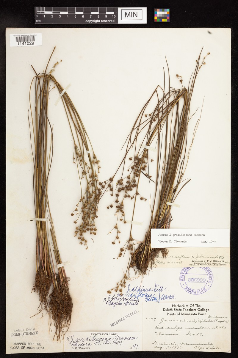 Juncus × gracilescens photo 4