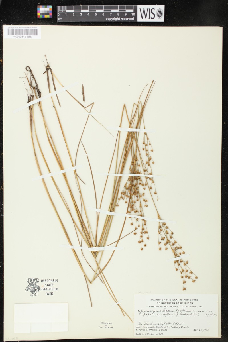Juncus × gracilescens photo 5