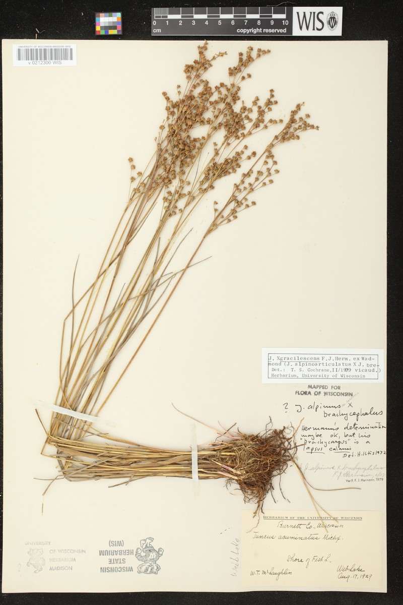 Juncus × gracilescens photo 6