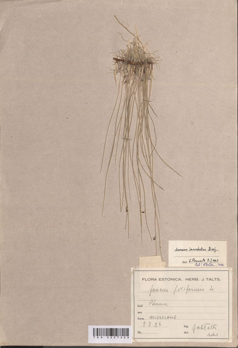 Juncus × inundatus