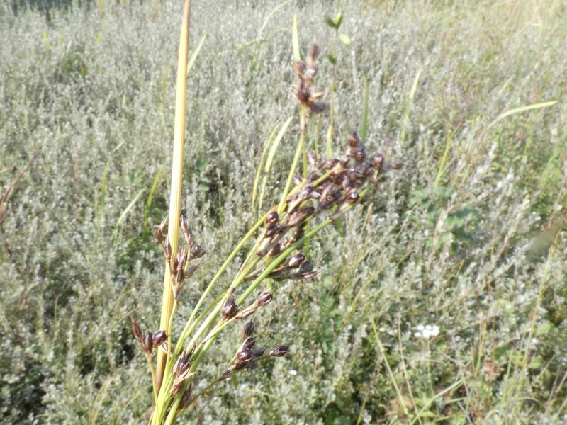 Juncus × lancastriensis
