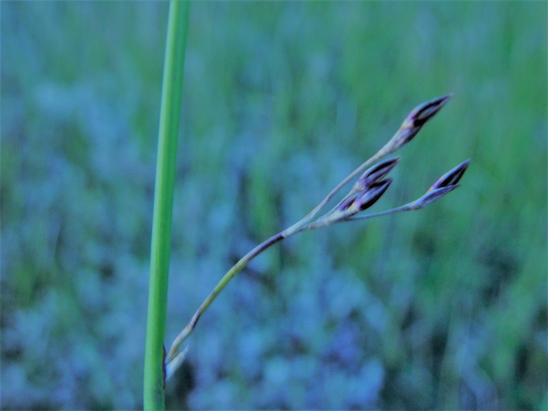Juncus × lancastriensis photo 2