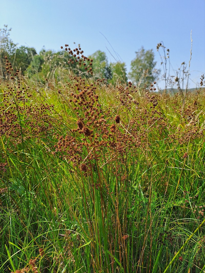 Juncus × langii