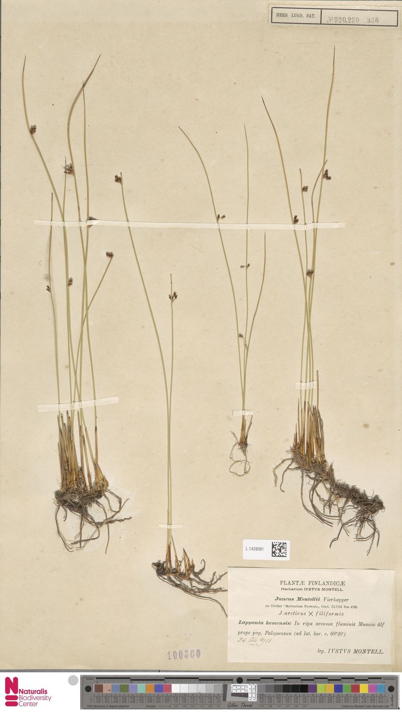 Juncus × montellii