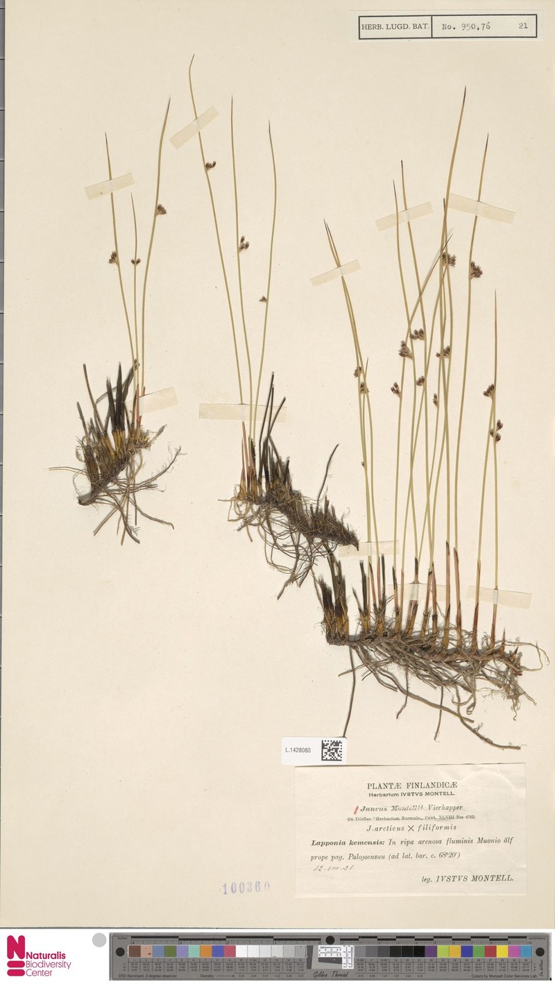 Juncus × montellii photo 2