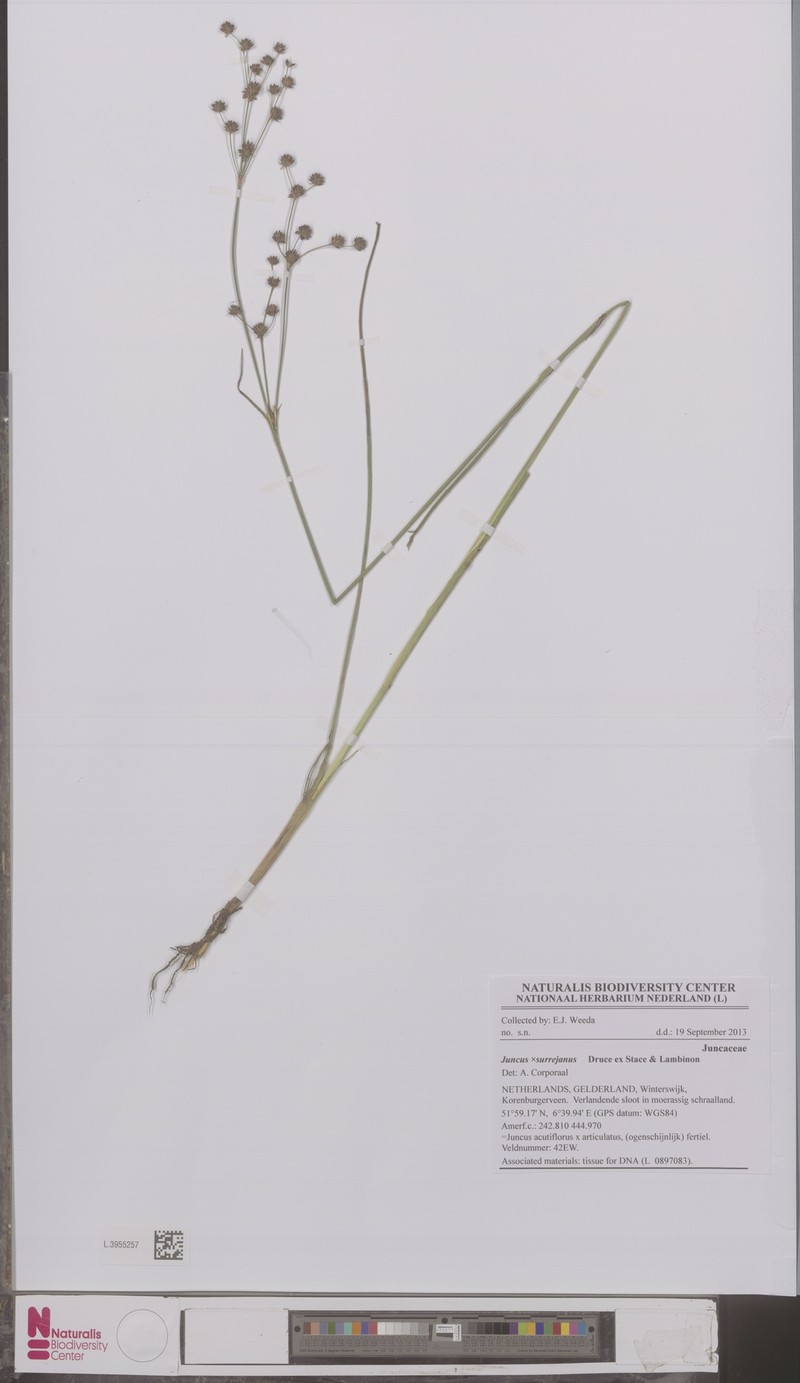 Juncus × montserratensis