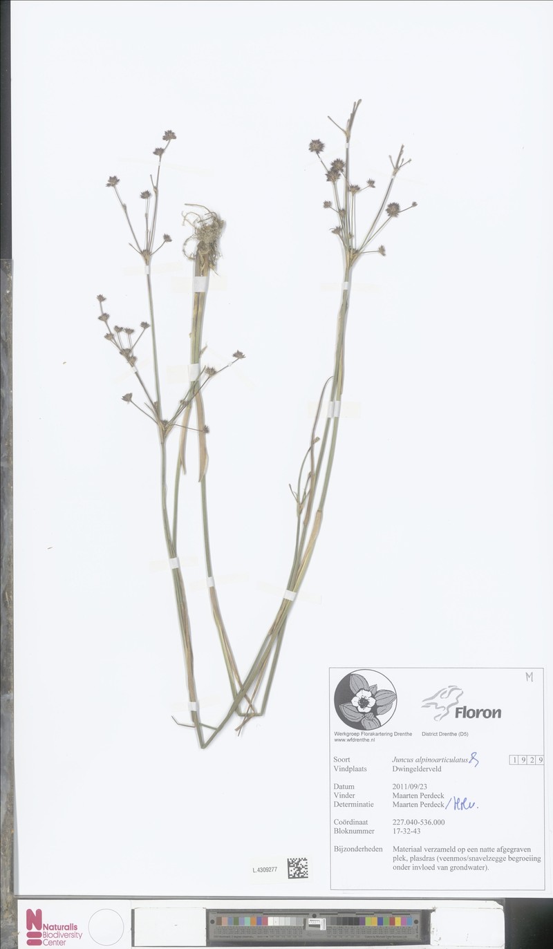 Juncus × montserratensis photo 2