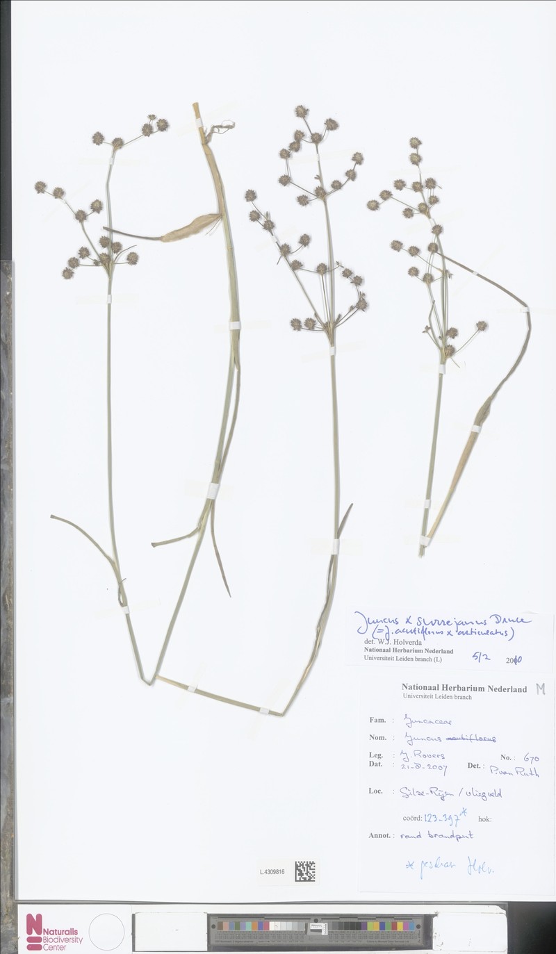 Juncus × montserratensis photo 3
