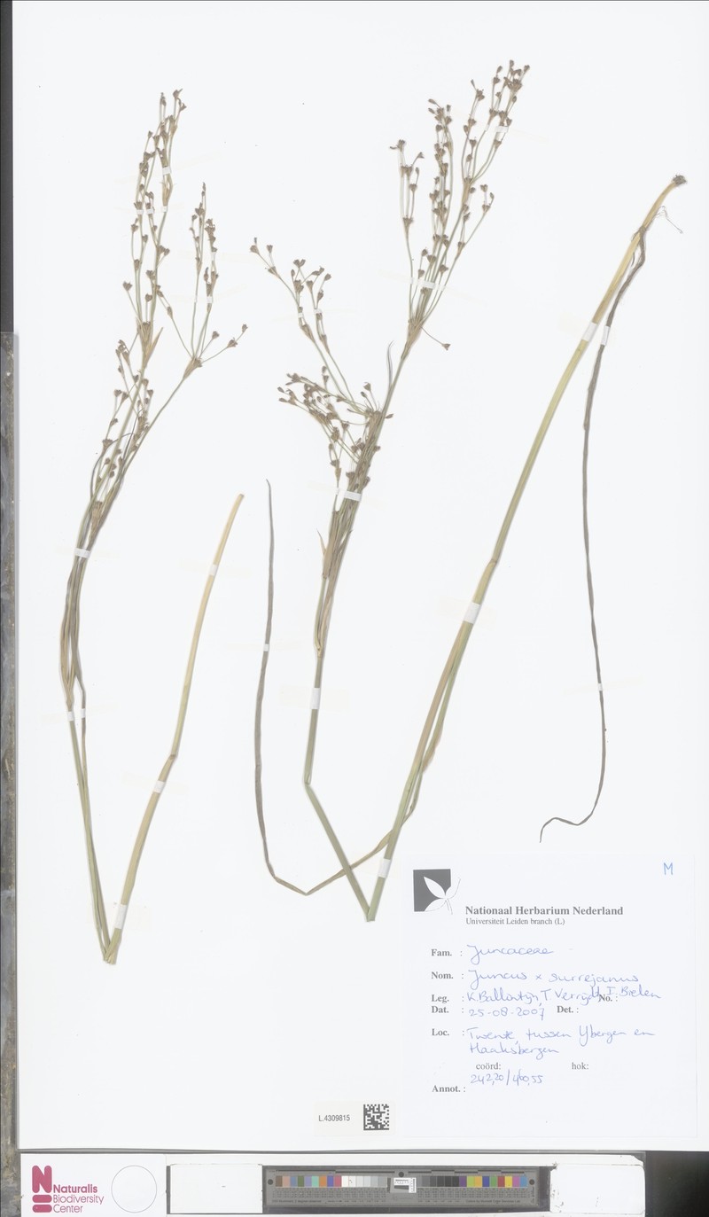 Juncus × montserratensis photo 4
