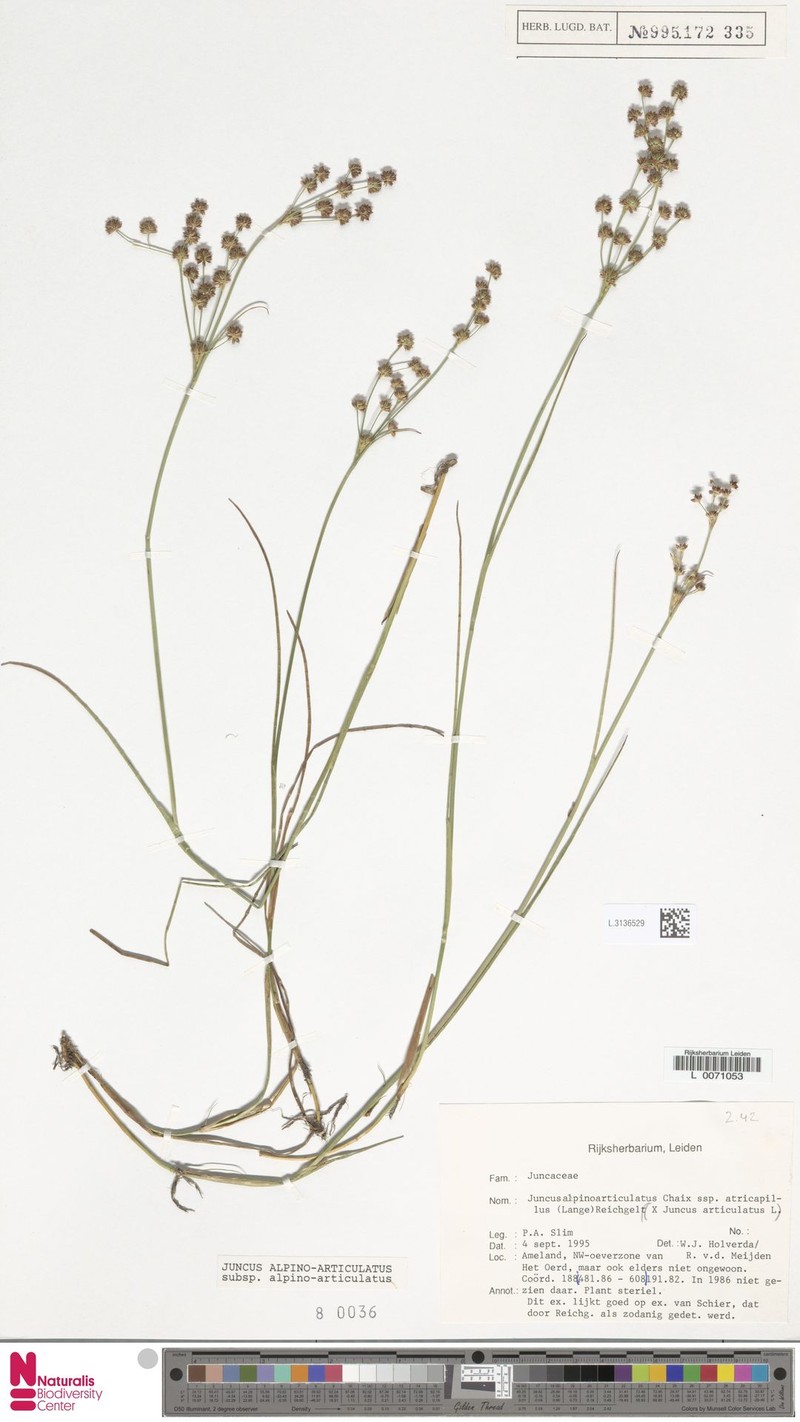 Juncus × murbeckii