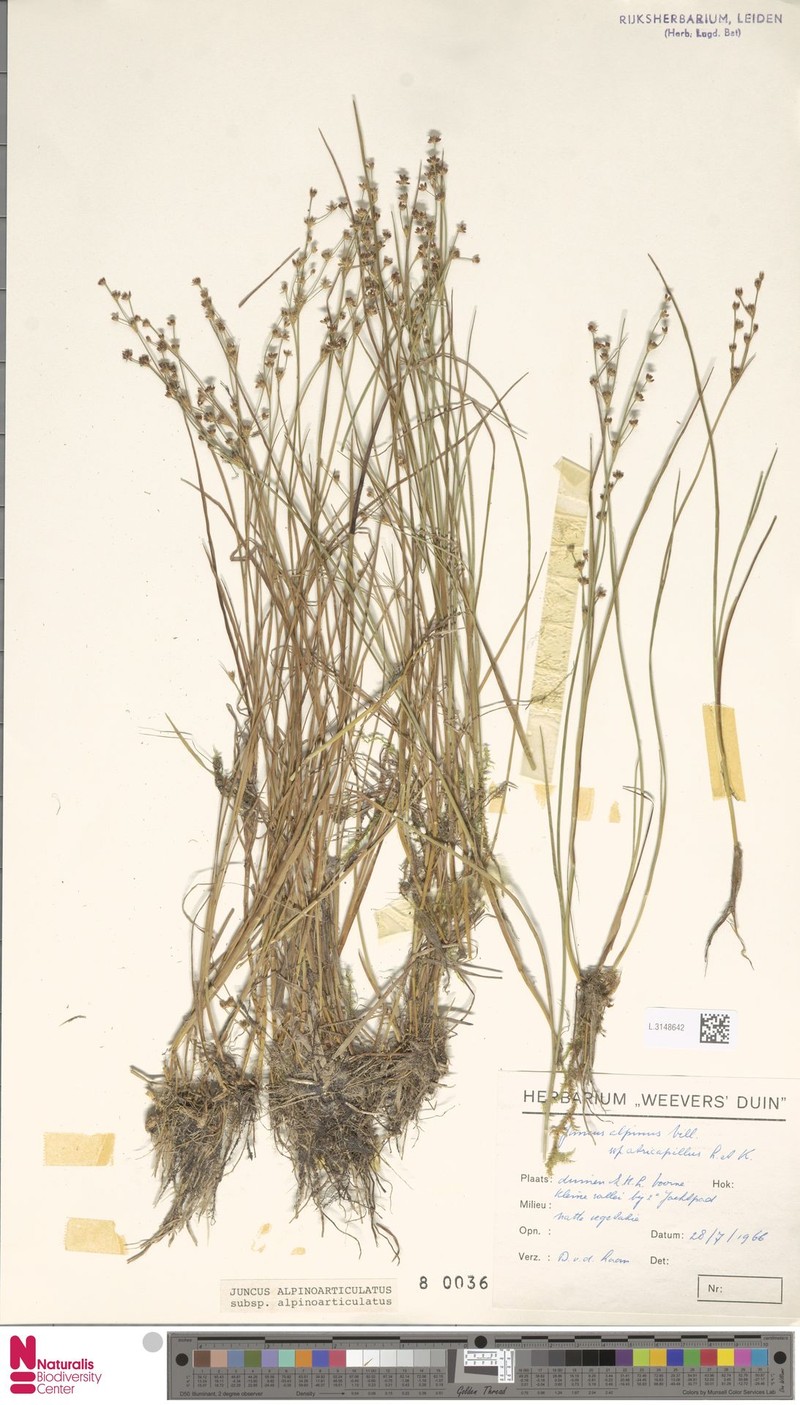 Juncus × murbeckii photo 2