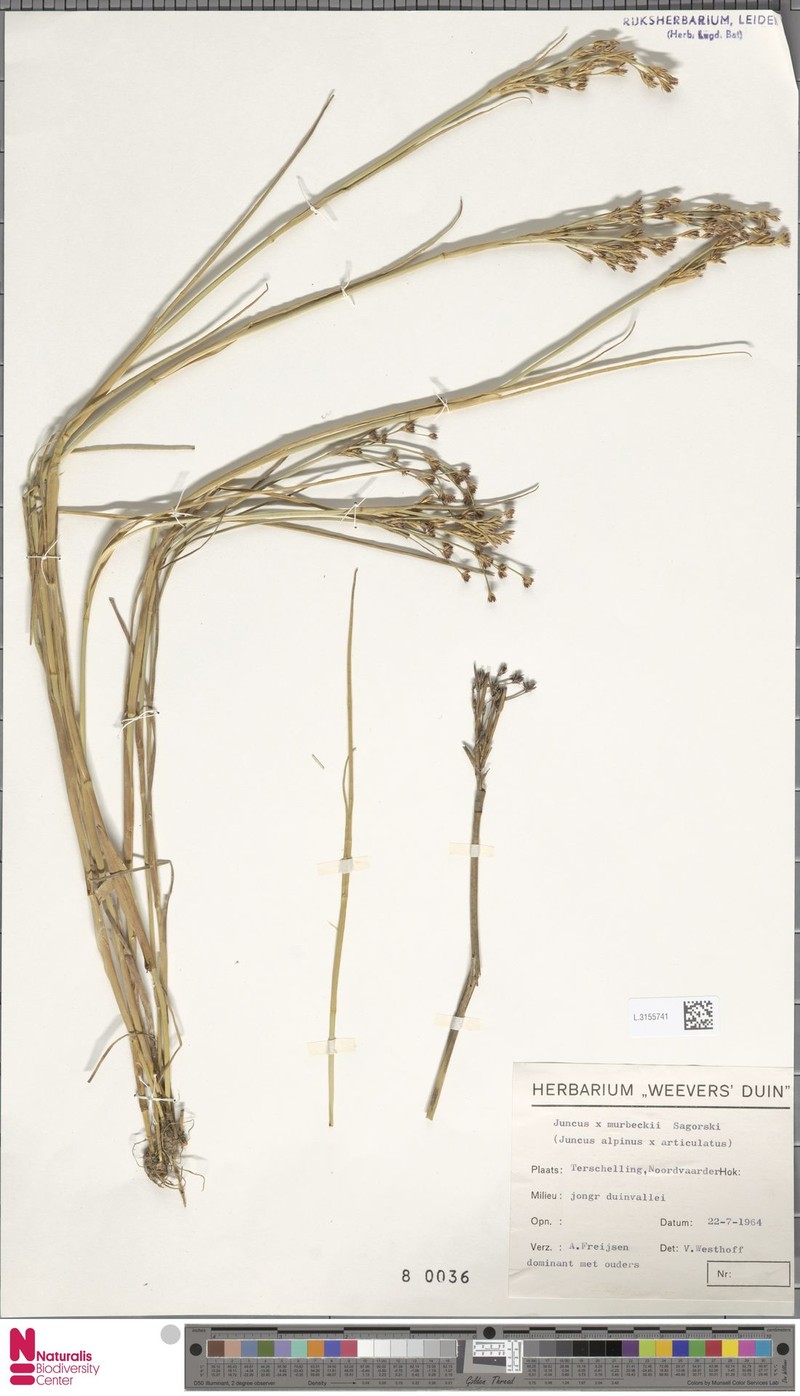 Juncus × murbeckii photo 3