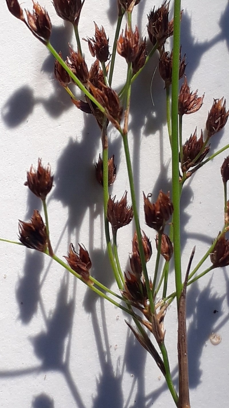Sharpflower Rush photo 2
