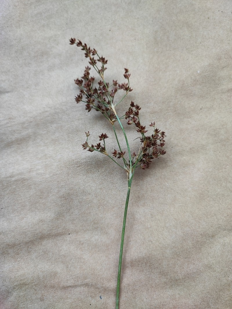 Sharpflower Rush photo 3