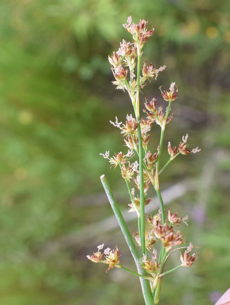 Sharpflower Rush photo 4