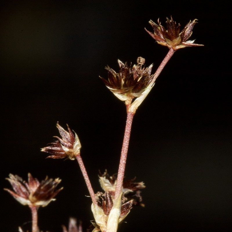 Sharpflower Rush photo 5