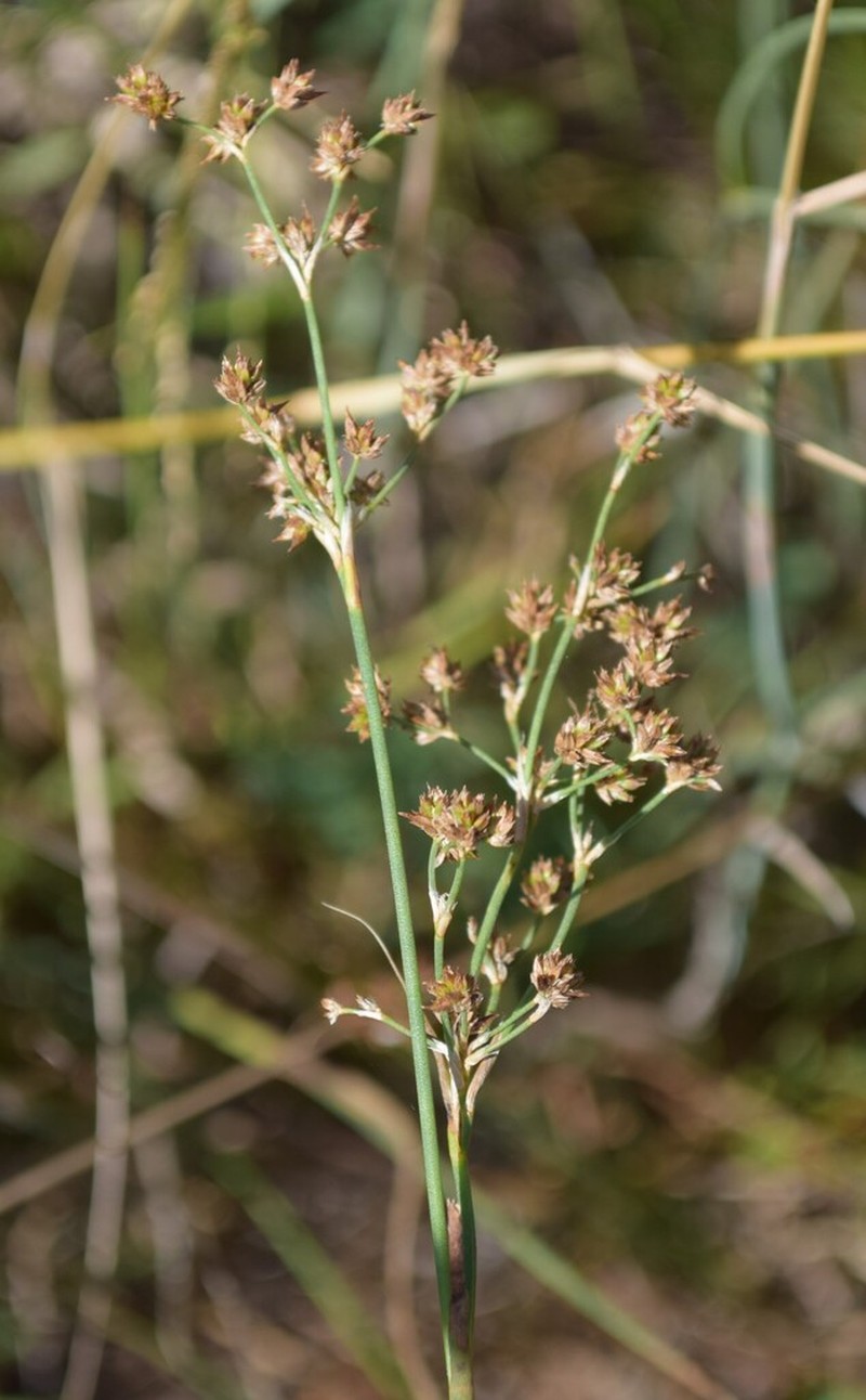 Sharpflower Rush photo 6