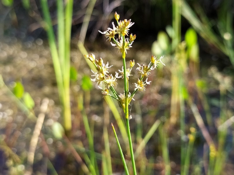 Sharpflower Rush photo 7