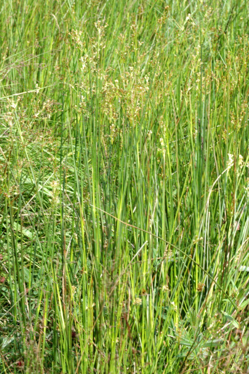 Sharpflower Rush
