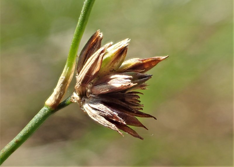 Sharpflower Rush