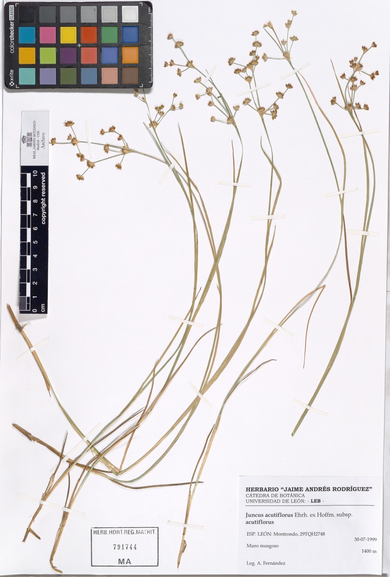 Juncus acutiflorus subsp. acutiflorus