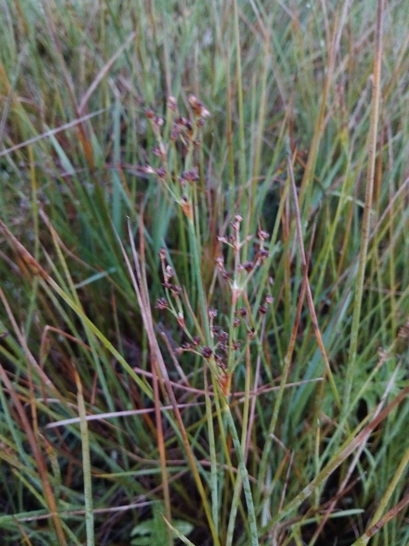 Juncus acutiflorus subsp. rugosus