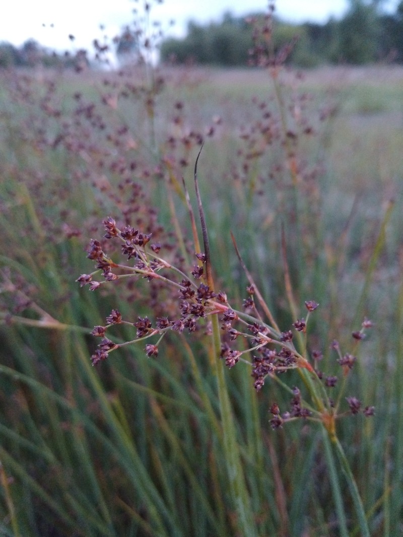 Juncus acutiflorus subsp. rugosus photo 2