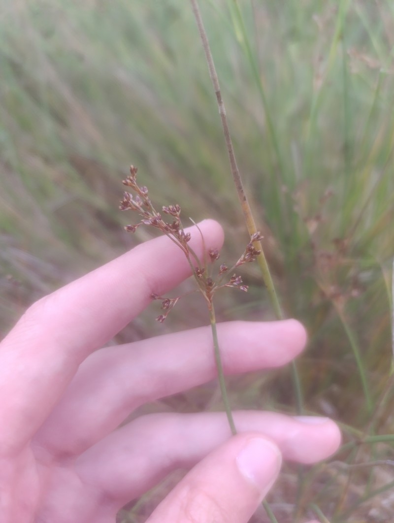 Juncus acutiflorus subsp. rugosus photo 3