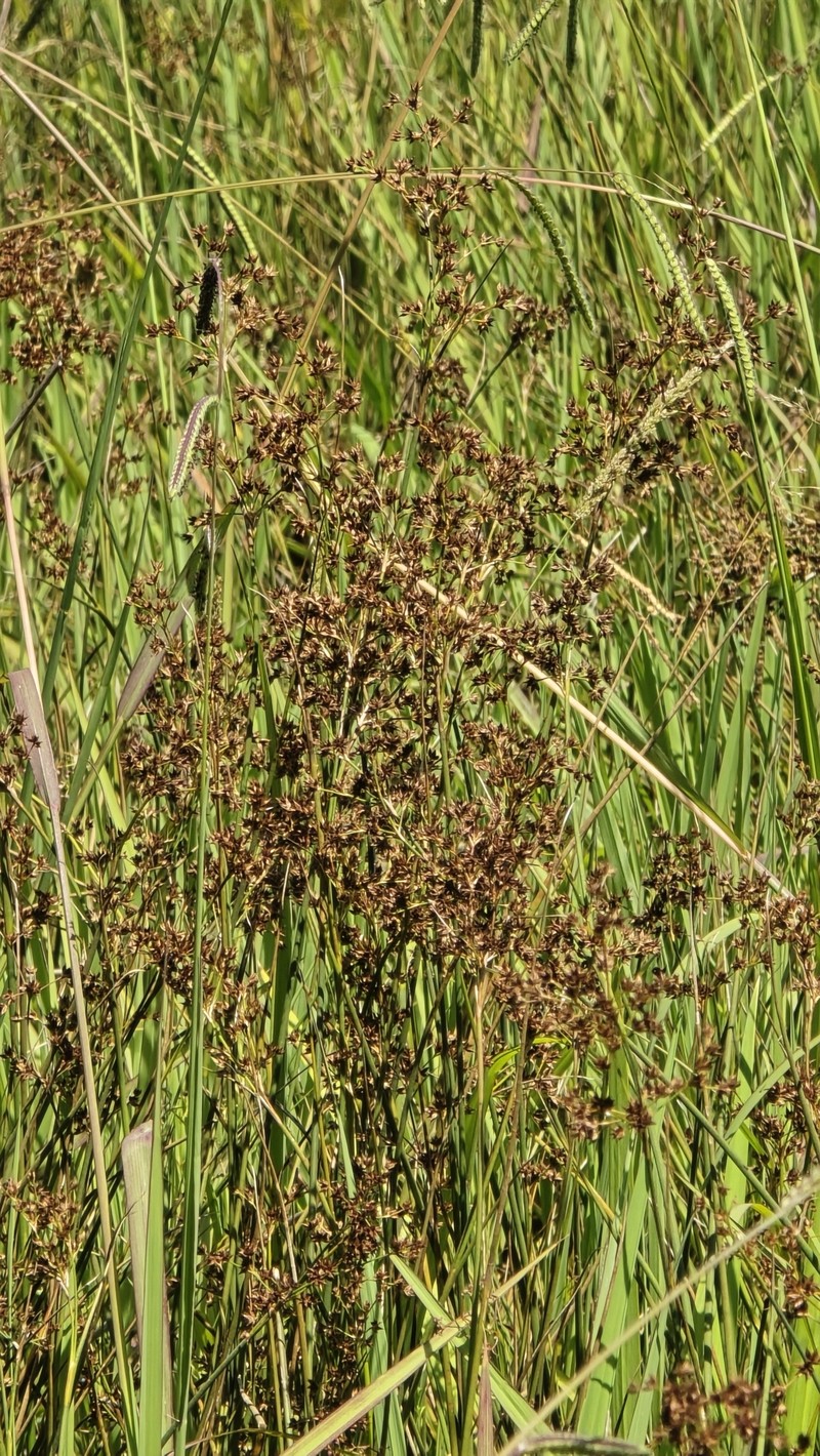Juncus acutiflorus subsp. rugosus photo 4