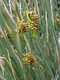 Spiny Rush