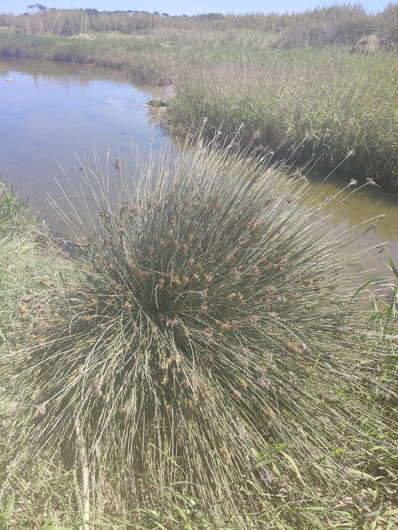 Spiny Rush photo 2
