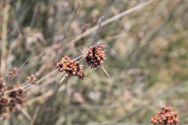 Spiny Rush photo 3