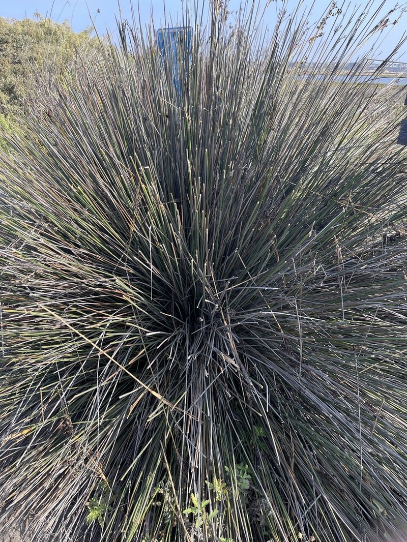 Spiny Rush photo 4