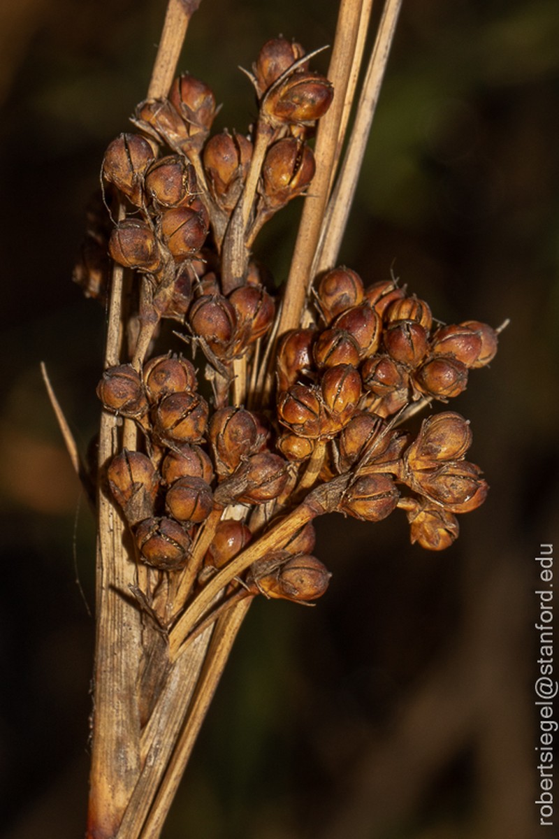 Spiny Rush photo 5