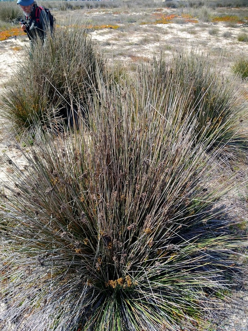 Spiny Rush photo 6